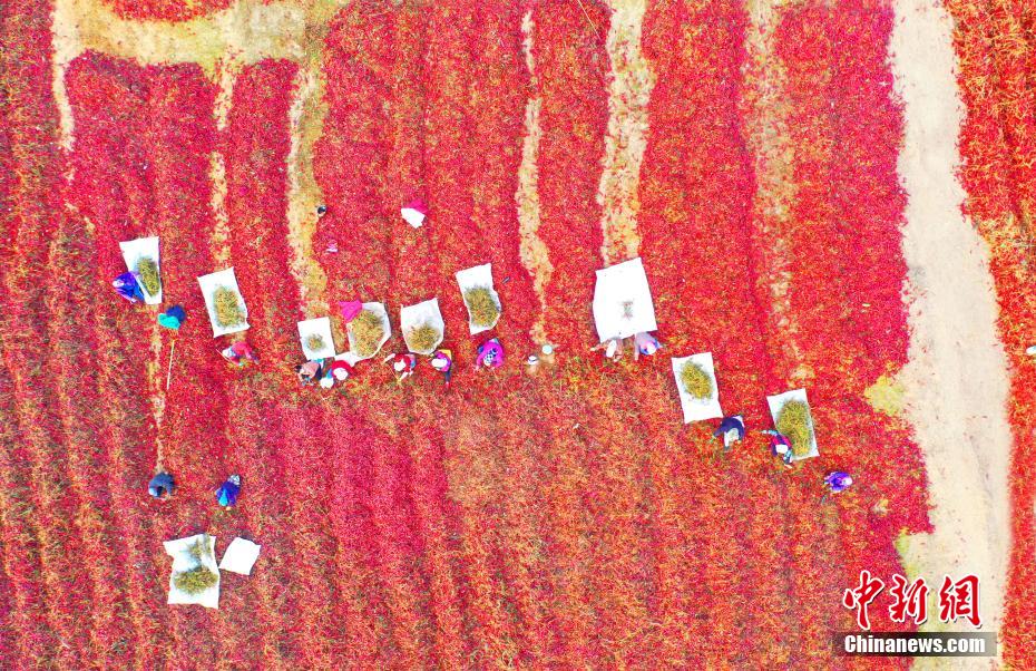 まるでレッドカーペット！上空から撮影した唐辛子の豊作風(fēng)景　新疆