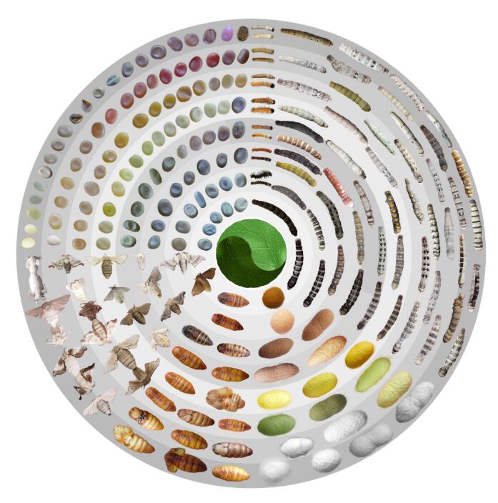 豊富な外面的な多様性を呈するカイコの一生の各段階。（畫像提供は取材先）