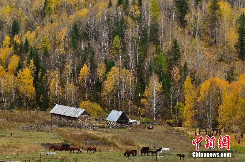 秋深まりカラフルな景色広がる喀納斯景勝地　新疆