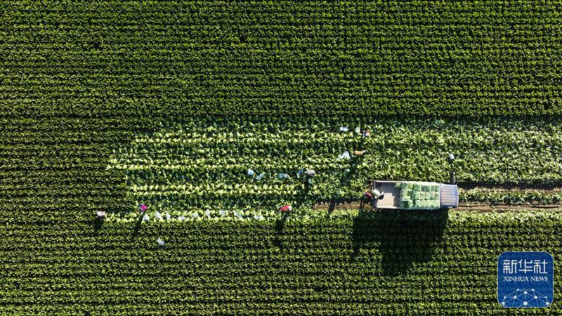 最も美しい秋の景色は豊作