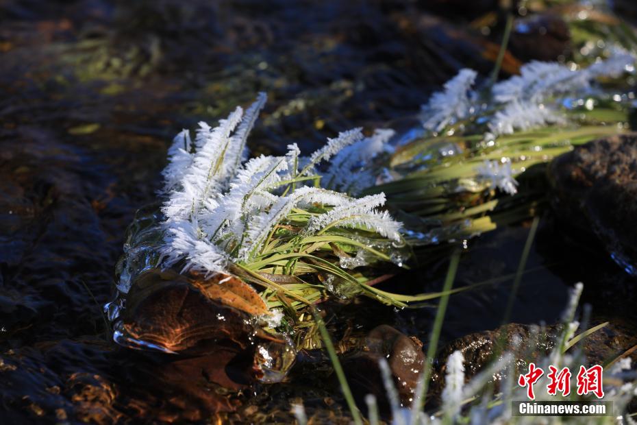晩秋に「氷の花」咲く內(nèi)蒙古大興安嶺