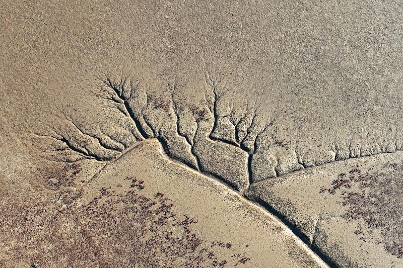 山東省東営市にある黃河河口周辺の海岸で10月11日に確認(rèn)された、潮汐の勢(shì)いによって形成された多數(shù)の「潮汐樹」（寫真著作権はCFP視覚中國(guó)が所有のため転載禁止）。