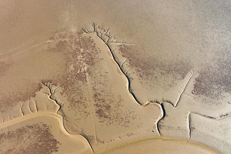 黃河河口に躍動(dòng)感ある枝ぶり見(jiàn)せる「大地の木」現(xiàn)る　山東省