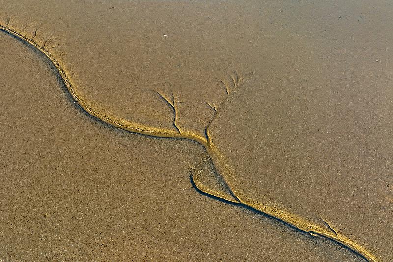 黃河河口に躍動感ある枝ぶり見せる「大地の木」現(xiàn)る　山東省