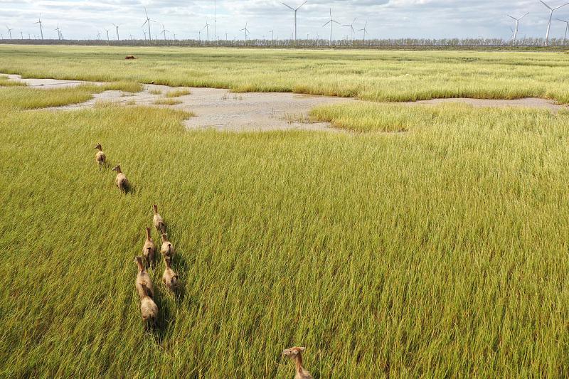 10月12日、江蘇省塩城市大豊區(qū)黃海濕地でエサ探しをしたり、遊び戯れるシフゾウの群れ（寫真著作権はCFP視覚中國(guó)が所有のため転載禁止）。
