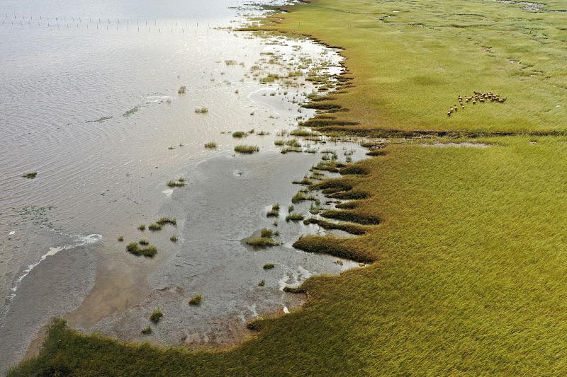 秋深まるシフゾウ保護(hù)區(qū)で遊び戯れるシフゾウの群れ　江蘇省