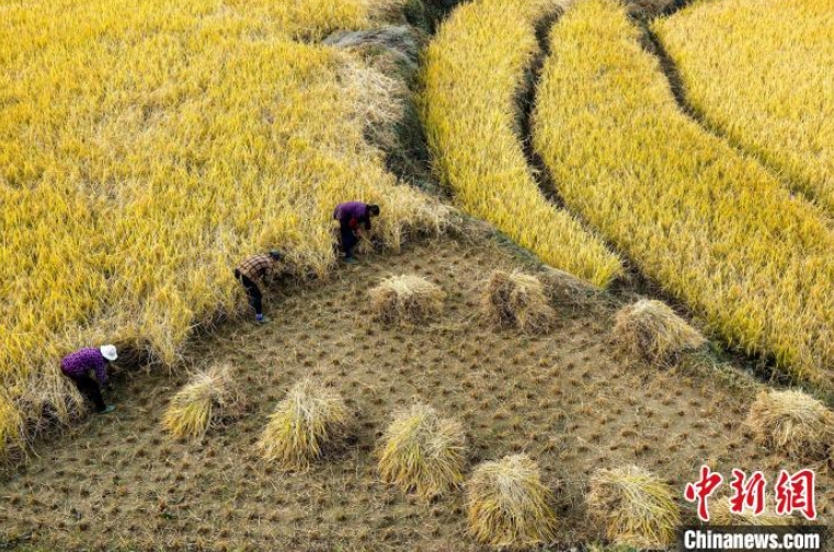 秋の稲刈りに忙しい安徽省黃山の棚田