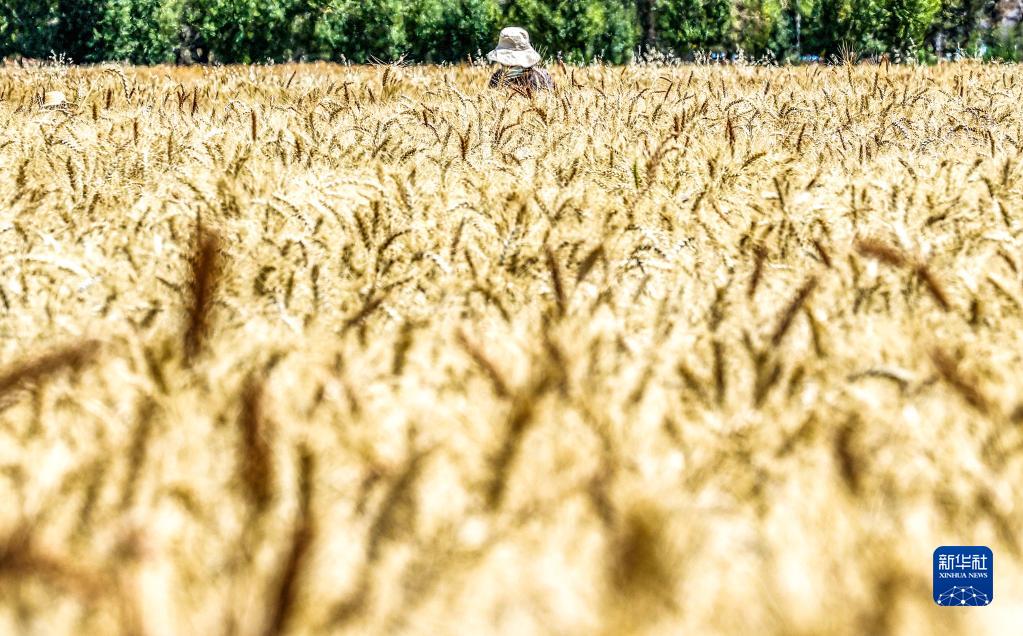 西蔵自治區(qū)の穀物生産量、この10年で安定して増加