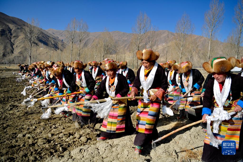 西蔵自治區(qū)山南市乃東區(qū)の門中崗社區(qū)（コミュニティ）で行われた春耕作の開耕式（3月16日撮影?張汝鋒）。