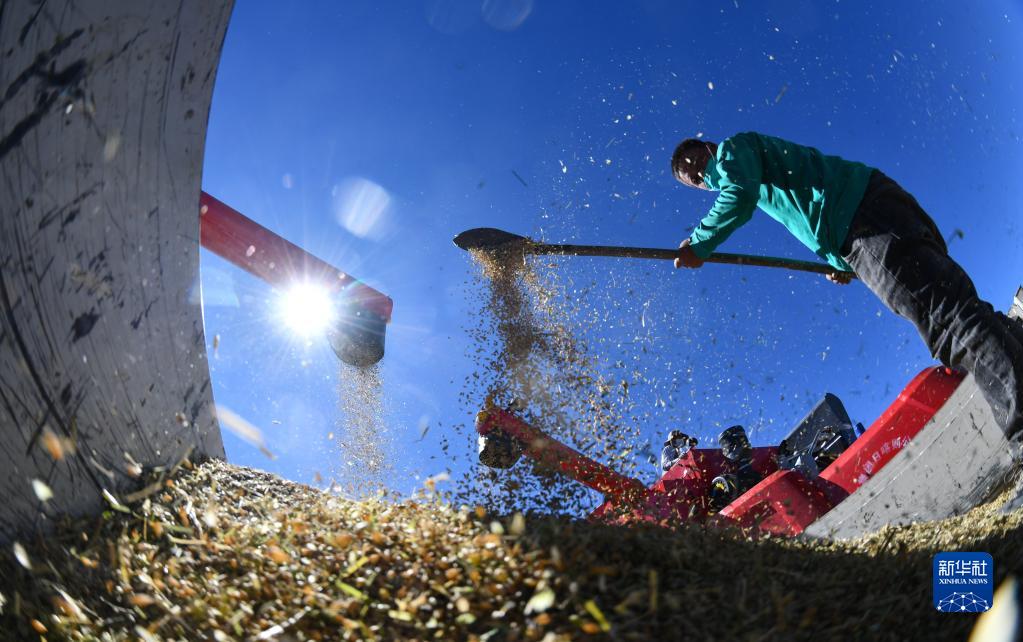 西蔵自治區(qū)の穀物生産量、この10年で安定して増加