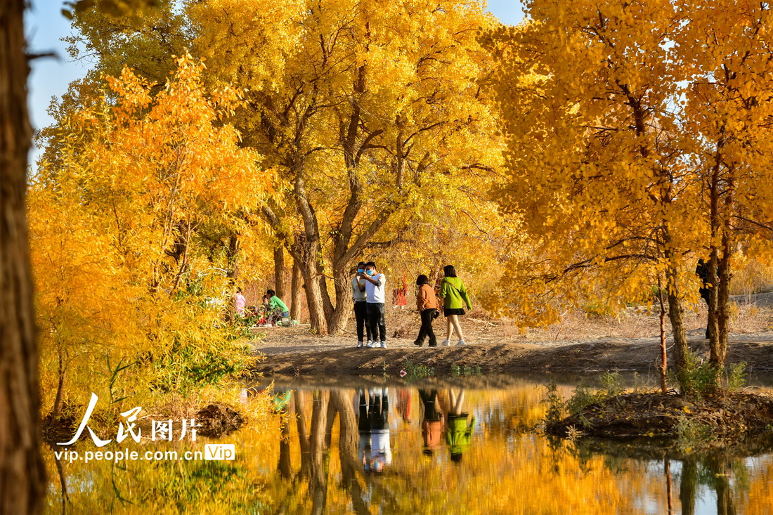 「砂漠のコトカケヤナギ」に酔いしれる観光客　甘粛省敦煌
