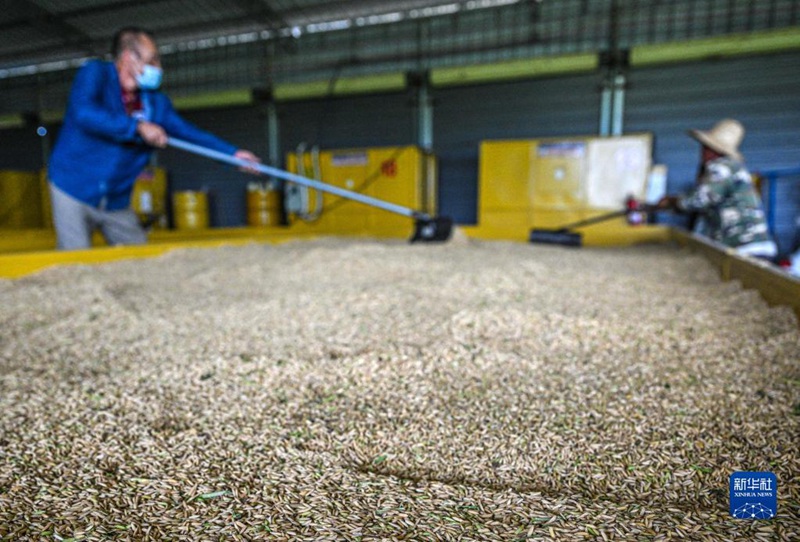 國家級種苗生産大県を訪ねて　海南省