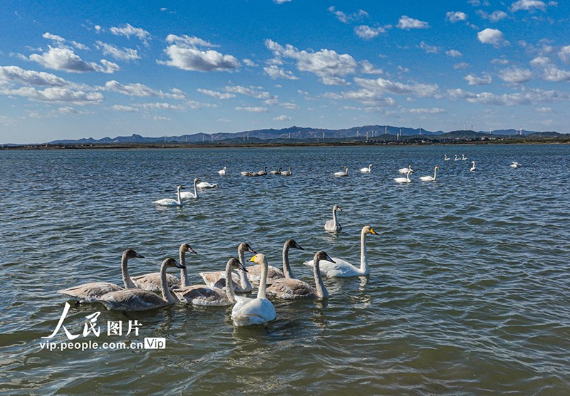 越冬のため大天鵝國家級自然保護區(qū)天鵝湖エリアに飛來したオオハクチョウ（撮影?李信君/寫真著作権は人民図片が所有のため転載禁止）。