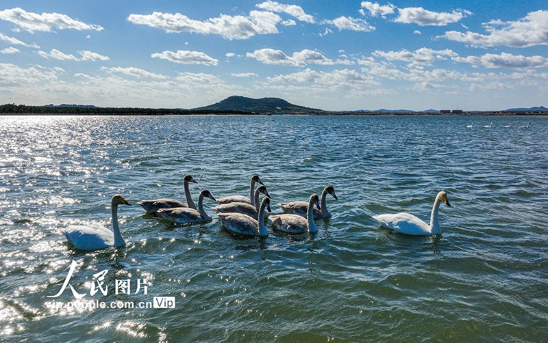 越冬のためオオハクチョウが天鵝湖に飛來(lái)　山東省栄成