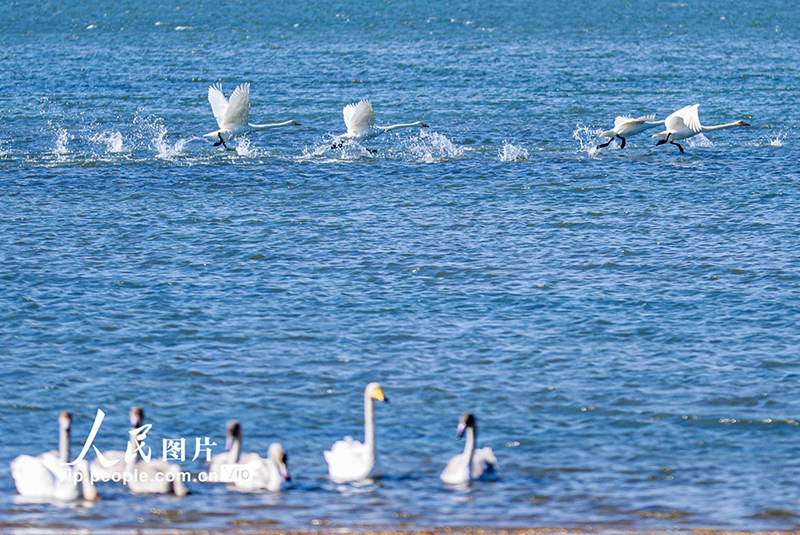 越冬のためオオハクチョウが天鵝湖に飛來　山東省栄成