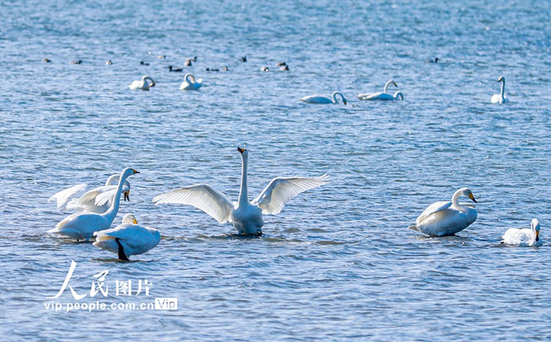 越冬のためオオハクチョウが天鵝湖に飛來(lái)　山東省栄成