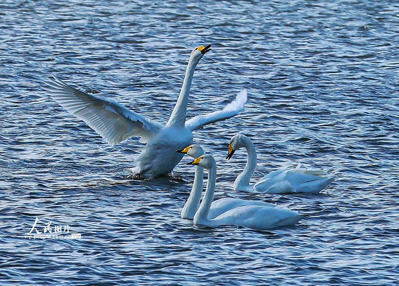 越冬のためオオハクチョウが天鵝湖に飛來　山東省栄成