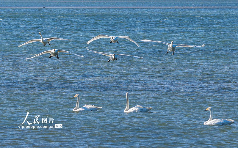 越冬のためオオハクチョウが天鵝湖に飛來　山東省栄成