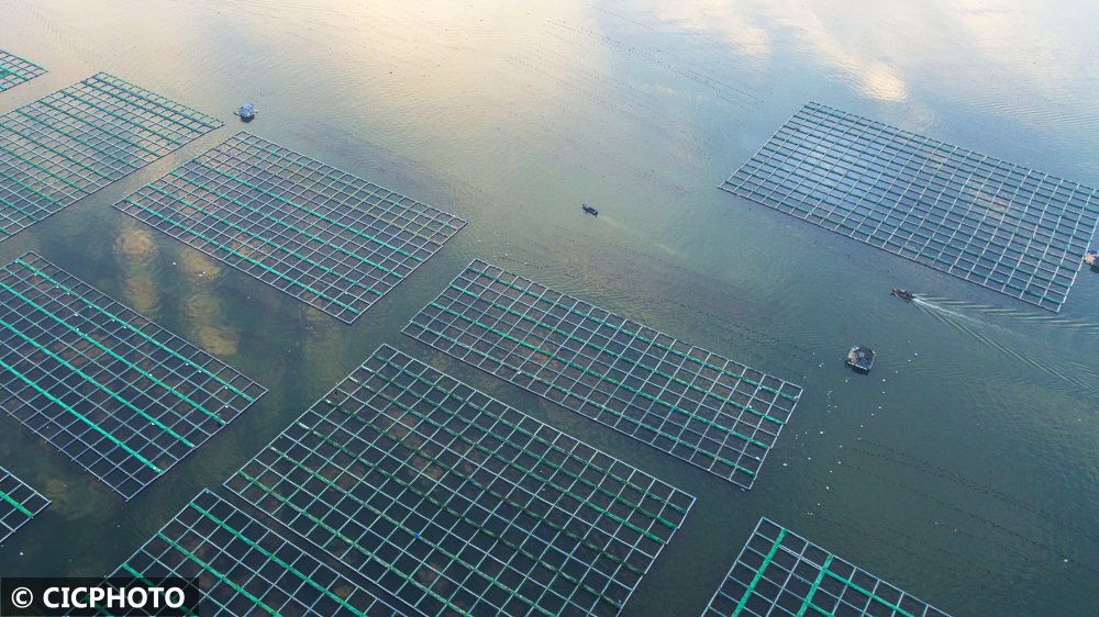 山東省栄成市に広がる秋の海面養(yǎng)殖の風景
