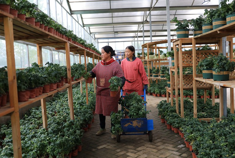 野菜の鉢植えで農(nóng)家の増収バックアップ　江蘇省