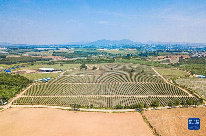 海南省東方市でドラゴンフルーツの収穫が佳境に