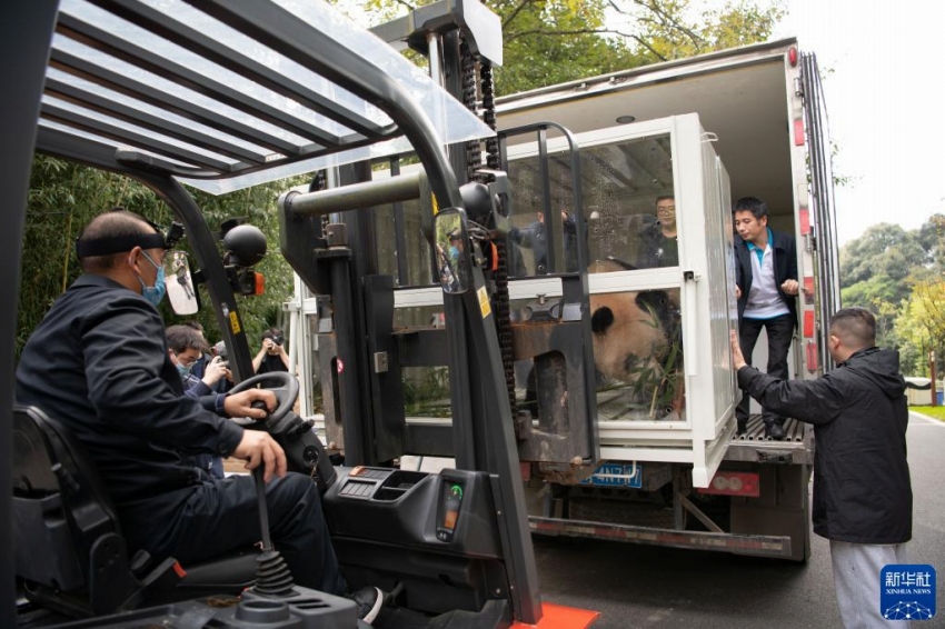 共同保護研究の一環(huán)でパンダの「四?！工取妇┚工咯`ルへ出発