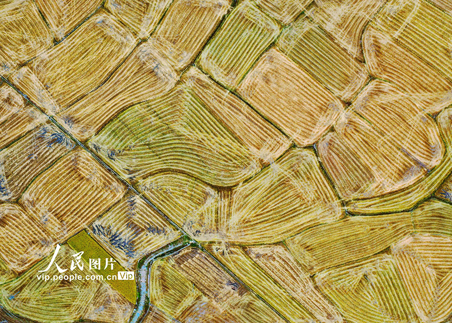 収穫を終えた農(nóng)地に殘された「指紋」　湖南省嘉禾