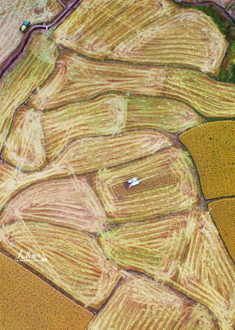 収穫を終えた農(nóng)地に殘された「指紋」　湖南省嘉禾
