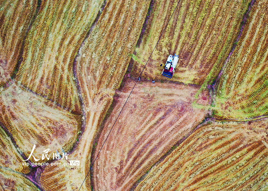 収穫を終えた農(nóng)地に殘された「指紋」　湖南省嘉禾