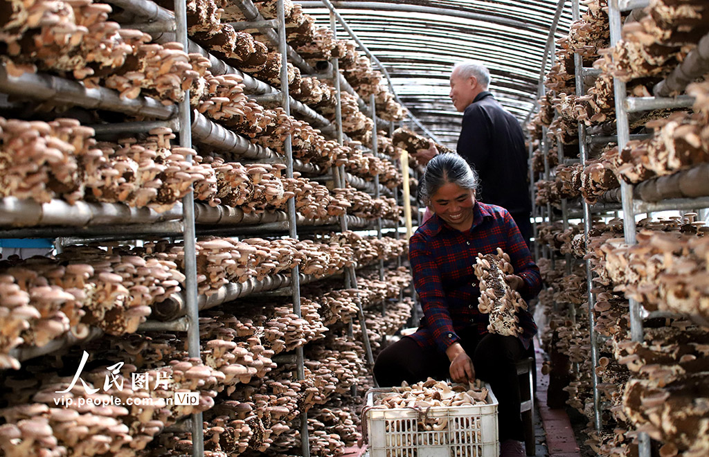 農(nóng)民の増収をけん引するキノコの溫室栽培　江西省大余