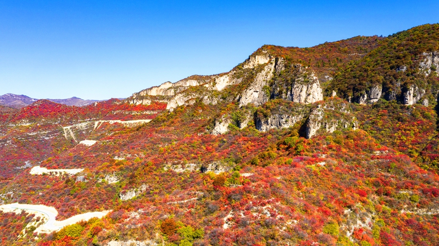 秋色に染まった木々に覆いつくされた太行山　河北省