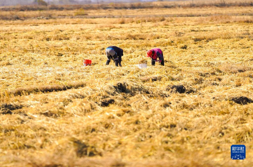 秋収穫のピークを迎えた海蘭江沿岸　吉林省延辺