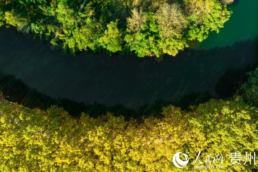 上空から撮影した秋の「黃金大道」（撮影?陽(yáng)茜）。