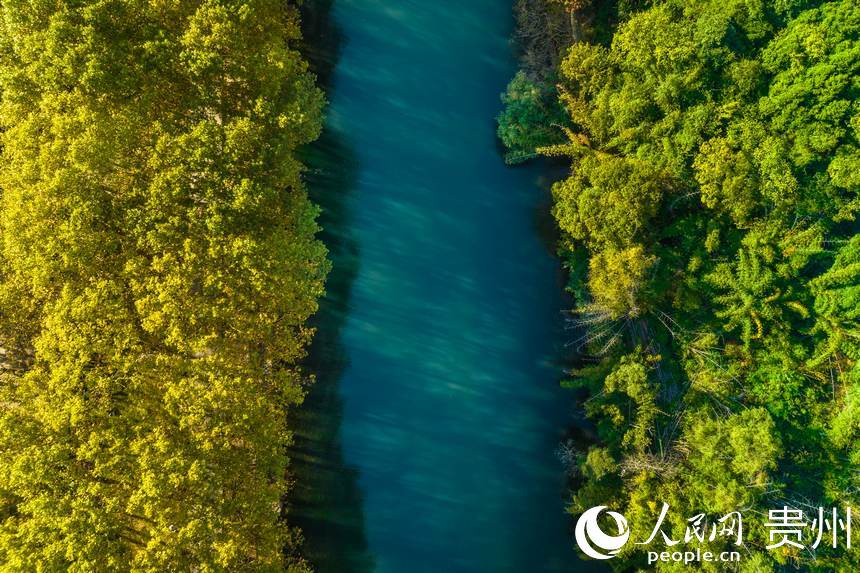 貴陽花渓に1年で最も美しい季節(jié)が到來　貴州省