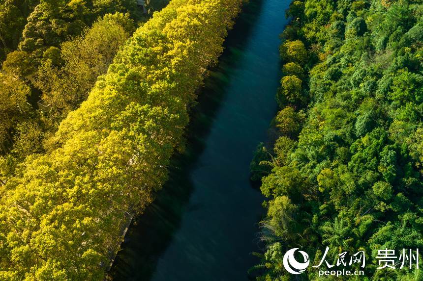 貴陽(yáng)花渓に1年で最も美しい季節(jié)が到來(lái)　貴州省