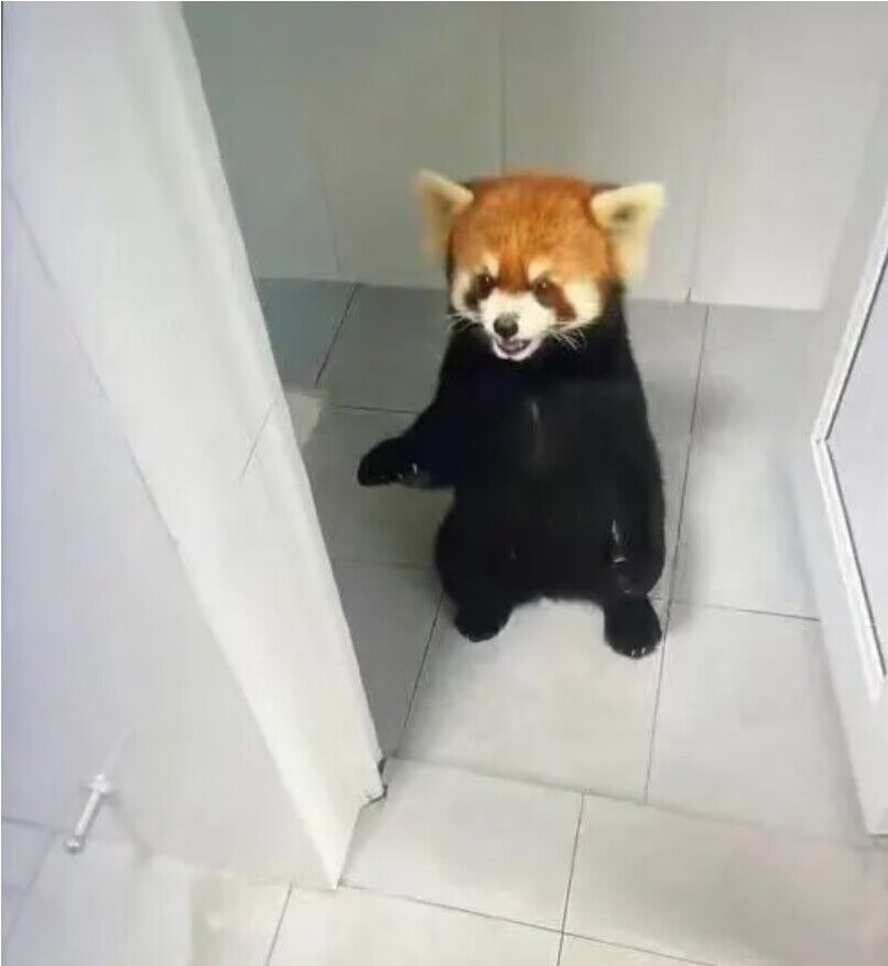 【音聲ニュース】大學(xué)の學(xué)生寮に闖入した「モフモフな客」とは？