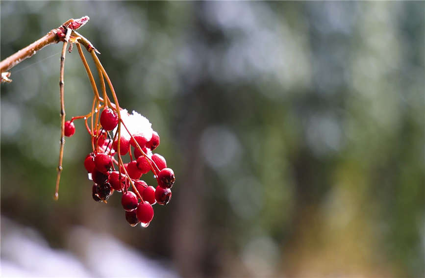 詩情あふれる水墨畫のような雪景色　新疆