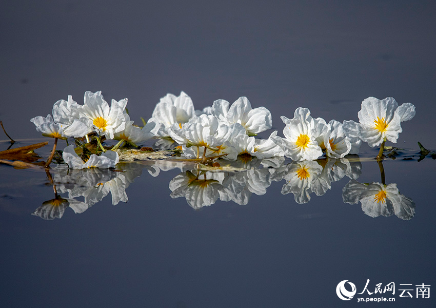 海菜花咲く湖面と漁をする人々　雲(yún)南大理?剣湖の10月の風物詩