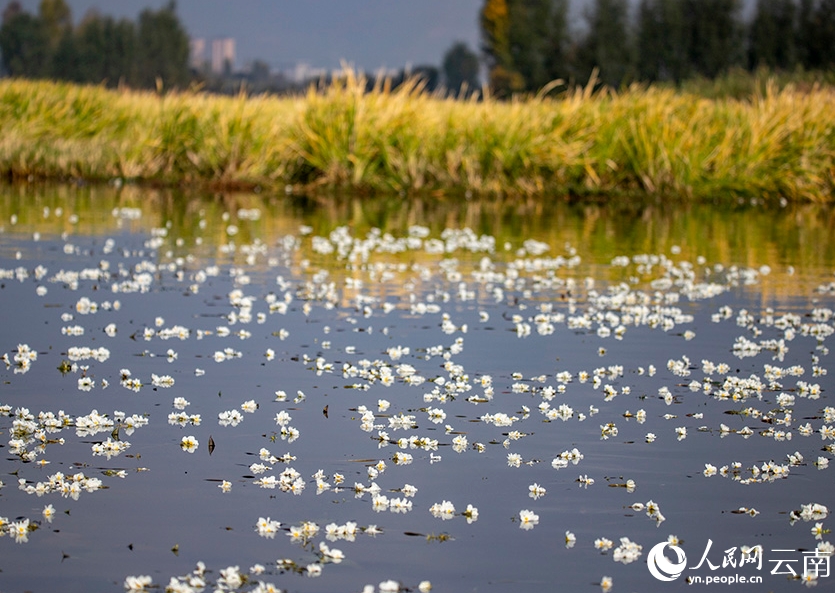 海菜花咲く湖面と漁をする人々　雲(yún)南大理?剣湖の10月の風(fēng)物詩(shī)