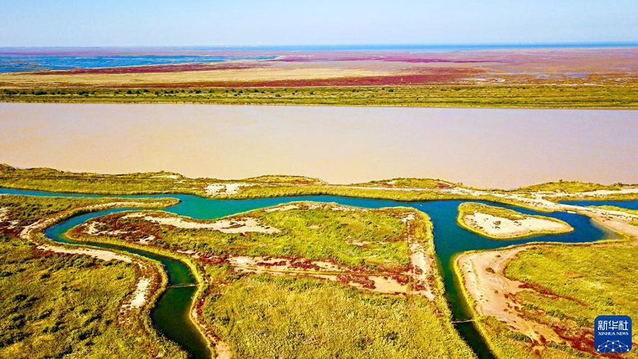黃河河口の三角州に広がる美しい濕地　山東省