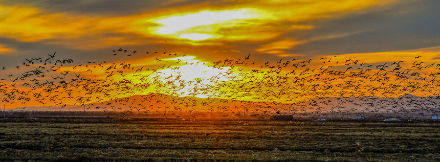 壯観！數(shù)十萬羽の渡り鳥が黒竜江迎春林區(qū)に集結(jié)