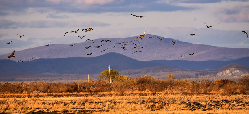 壯観！數(shù)十萬羽の渡り鳥が黒竜江迎春林區(qū)に集結(jié)
