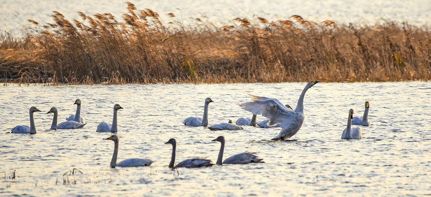 壯観！數(shù)十萬羽の渡り鳥が黒竜江迎春林區(qū)に集結(jié)