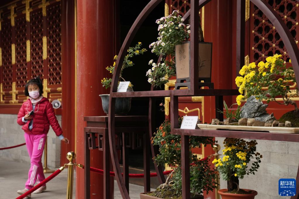 北海公園の菊（10月30日撮影?鞠煥宗）。