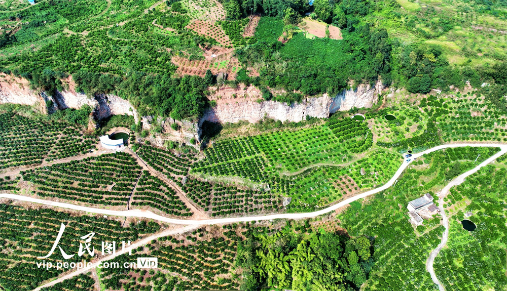 廃鉱が緑豊かな果樹(shù)園に　四川省仁壽