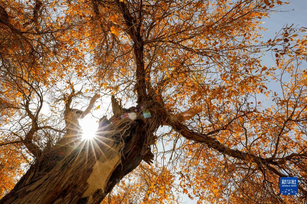 タリム川流域で黃金色に染まったコトカケヤナギ　新疆