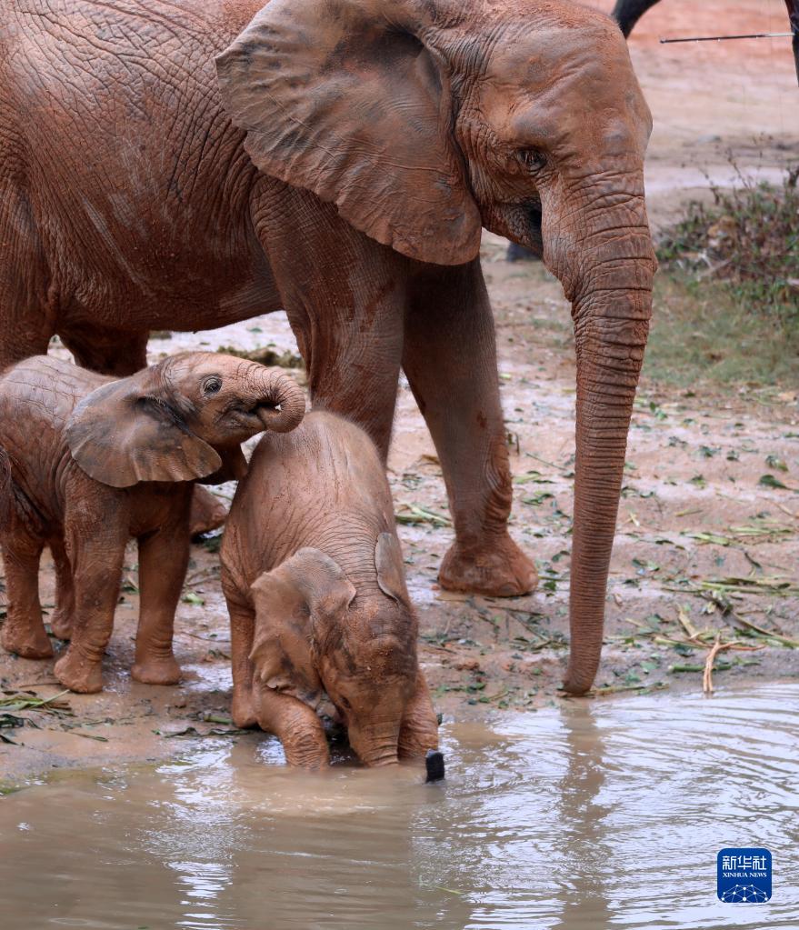 長(zhǎng)隆野生動(dòng)物世界がアフリカゾウ5頭の繁殖に成功　広東省清遠(yuǎn)