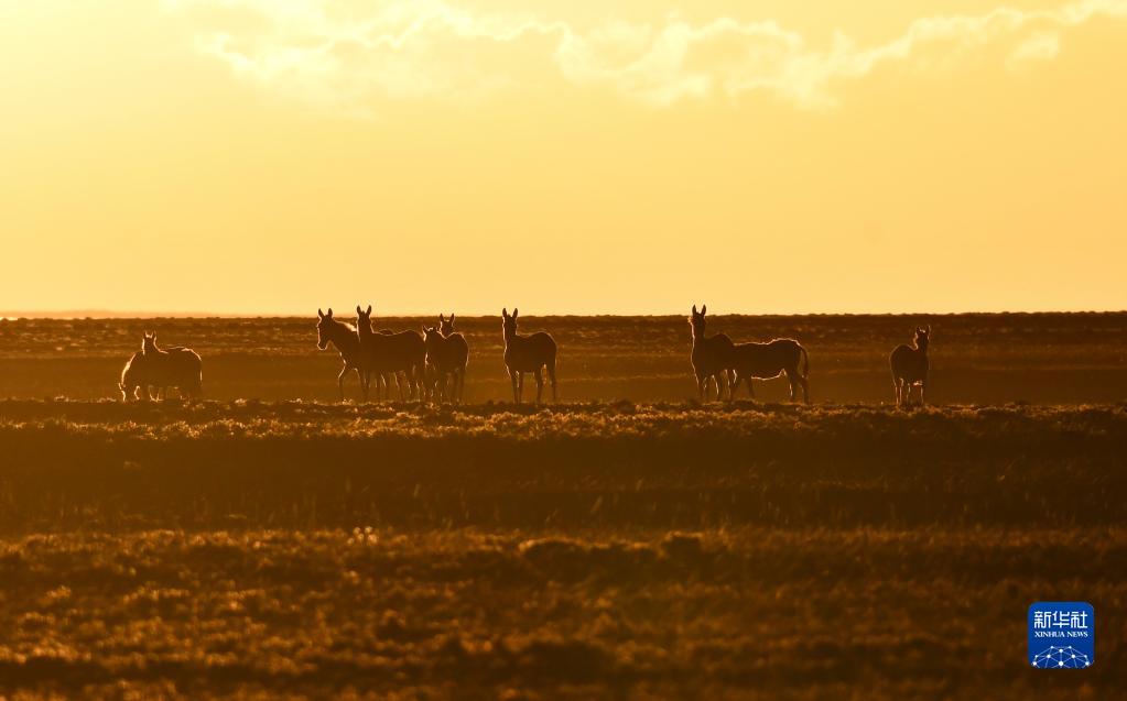 3つの山と2つの盆地が育む濕地の美　新疆