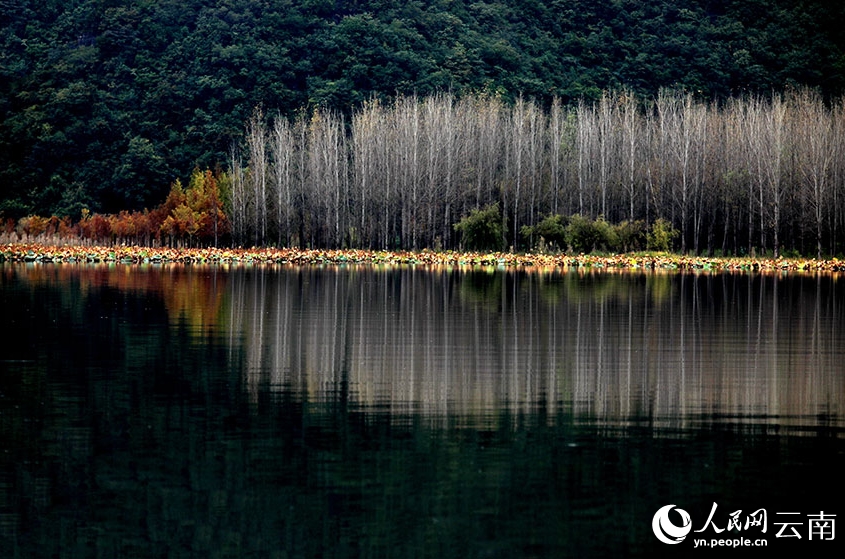 澄んだ山と水、色づく森、飛び交う渡り鳥　雲南省普者黒