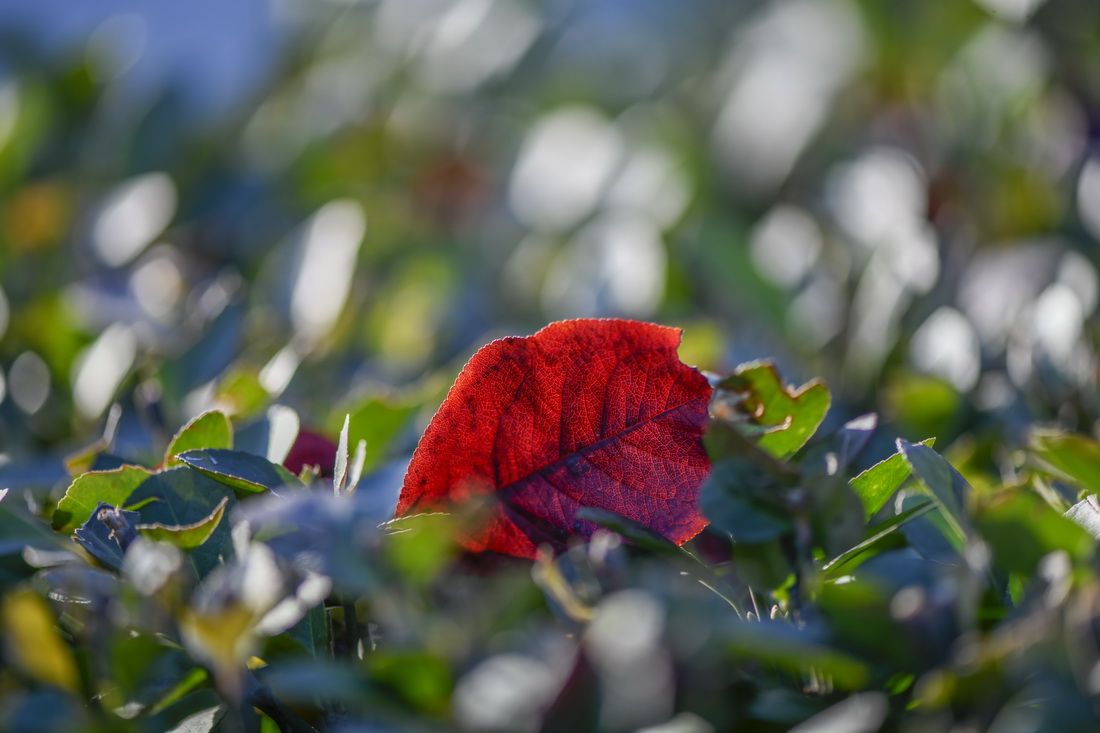河北省遵化市人民公園で撮影された赤く色づいた落ち葉（11月3日撮影?劉満倉(cāng)）。